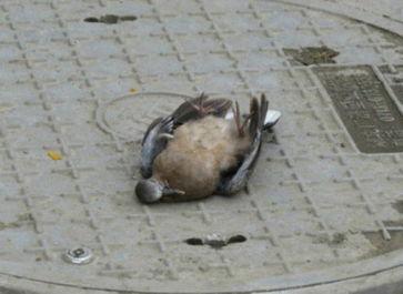 绍兴新闻爆料平台蜱虫,惊现蜱虫隐患，专家提醒防范措施！  第3张